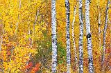 Autumn Birches_17725